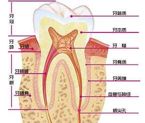牙齿各个部位的名称介绍